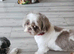 Bailey a proven kc registered family pet has hade 10 healthy puppies