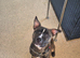Sharpei cross staffy