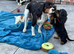 Cavalier King Charles spaniels