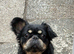 Fluffy French bulldog