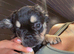 Puffy French bulldog
