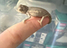 Baby panther chameleons