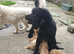 READY NOW! Standard poodle puppies kc registered