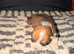 Kc Pembroke corgi puppies