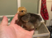 Baby chickens