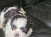 Lhasa apso pups 3 boys 1 girl