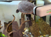 Pink bellied sliders