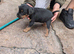 Lakeland pups