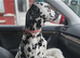 Stunning dalmatian puppys