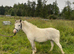 Welsh partbred project pony