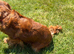 STUNNING KC HEALTH TESTED CAVALIER