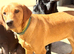 Labrador needing his forever home