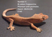 Cappuccino- Juvenile Crested Geckos with full Lineage