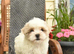 Shihzu puppies