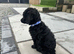 Miniature poodles ready to be homed