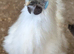 Day old silkie chicks for sale