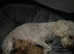 Stunning 100% tiny toy poodles