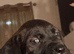 Cane corso cross puppies