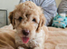 Outstanding Cavapoo Puppies