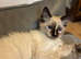 LAST girl stunning ragdoll extremely loving