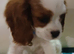 Four Beautiful Blenheim Cavalier King Charles Spaniel Puppies