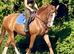 Stunning 16.2 4 yr old Chestnut ID mare