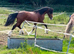 Flashiest future riding/breeding stallion around!