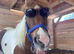 Yearling Mini Filly