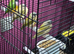2 male gouldian finch