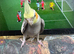 2 cockatiels and cage