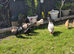 Fertilized chicken eggs for sale in London