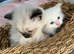 Pedigree Ragdoll 2 Boys Red Cream & Seal Point