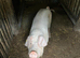 6-Month-Old Pigs for Sale - £120 Each