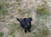 Black Labrador Bonnie