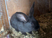 Male blue black boy carries the blue and harlequin gene 10 weeks old