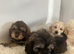 Cocka poo puppies for sale