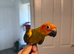 Selling baby handreared sun conures