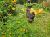 3 Hybrid Chickens