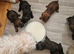 Jackapoo X Mini Dachshund (Doxiepoo)