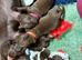 Outstanding KC registered German Shorthaired Pointers