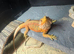 Two bearded dragons
