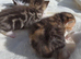 2 kittens for adoption
