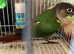 Green conures