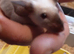 3 female mice with cage satin ,roam and blue