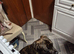 18mth old mastiff / rottweiler