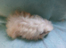 Funky haired baby boy guinea pig ready now
