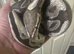 CB18 male Fire Royal Python