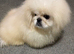 White male Pekingese