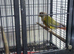 Breeding female