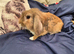 Male lion lop
